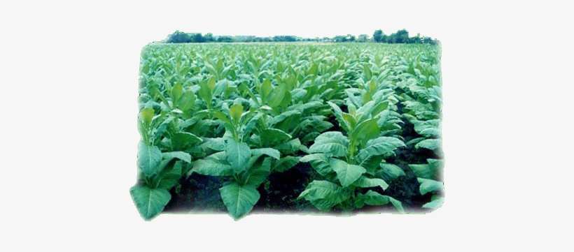 Detail Tobacco Plant Png Nomer 44