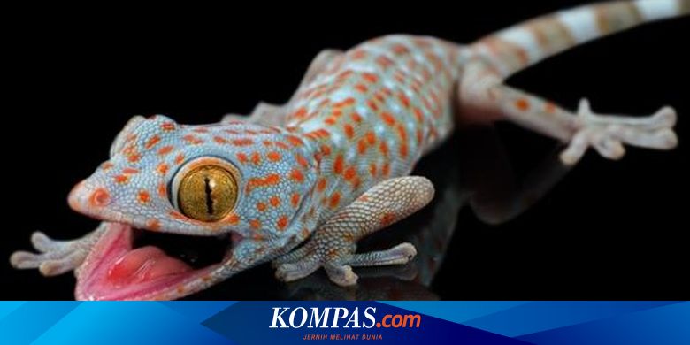 Detail Tokek Terbesar Di Indonesia Nomer 3