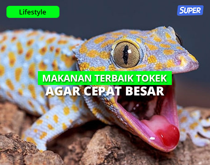 Detail Tokek Yang Besar Nomer 31