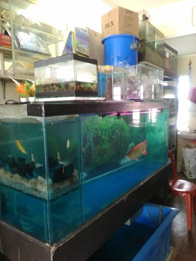 Detail Toko Aquarium Di Padang Nomer 9