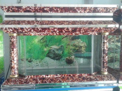 Detail Toko Aquarium Di Padang Nomer 26