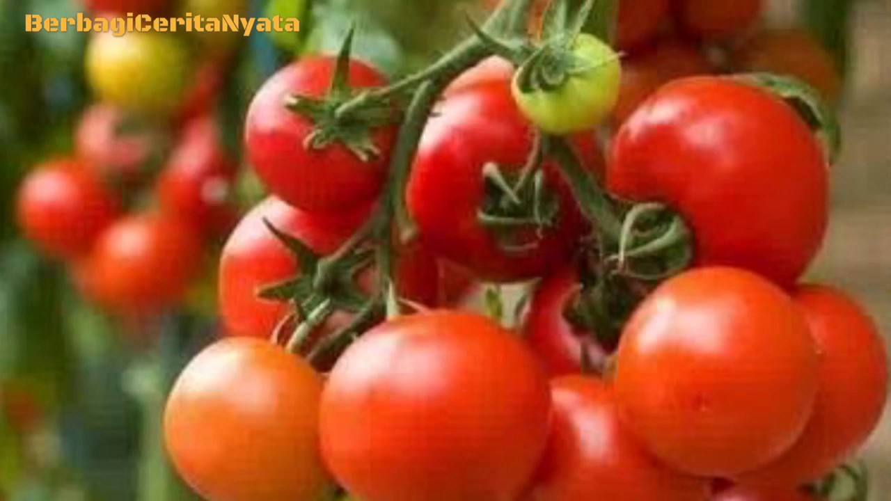 Detail Tomat Buah Atau Sayur Nomer 40