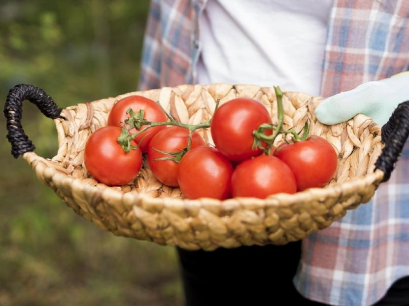 Detail Tomat Buah Dan Tomat Sayur Nomer 22