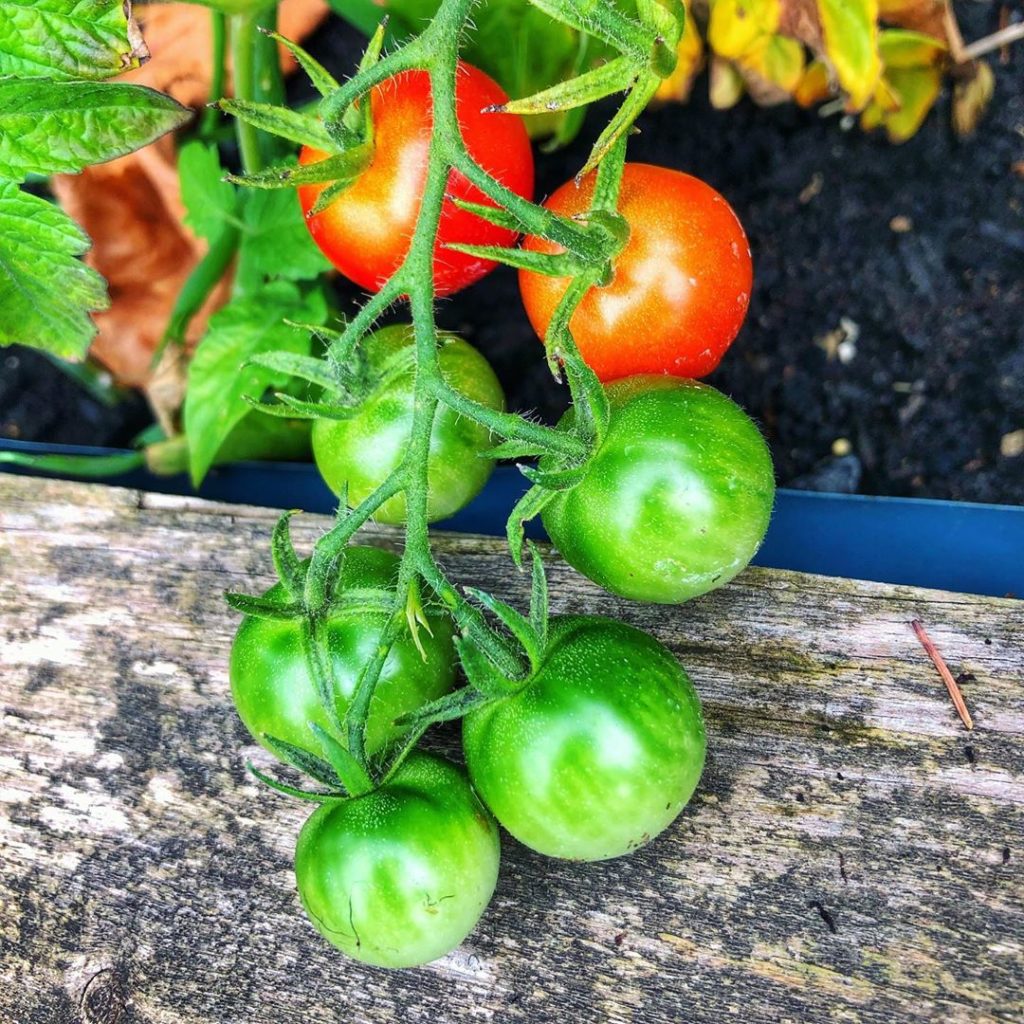 Detail Tomat Buah Dan Tomat Sayur Nomer 28