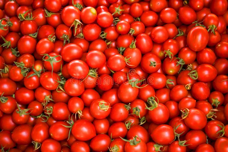 Detail Tomato Background Nomer 9
