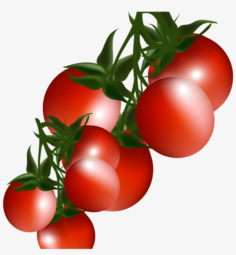 Detail Tomato Clipart Png Nomer 40