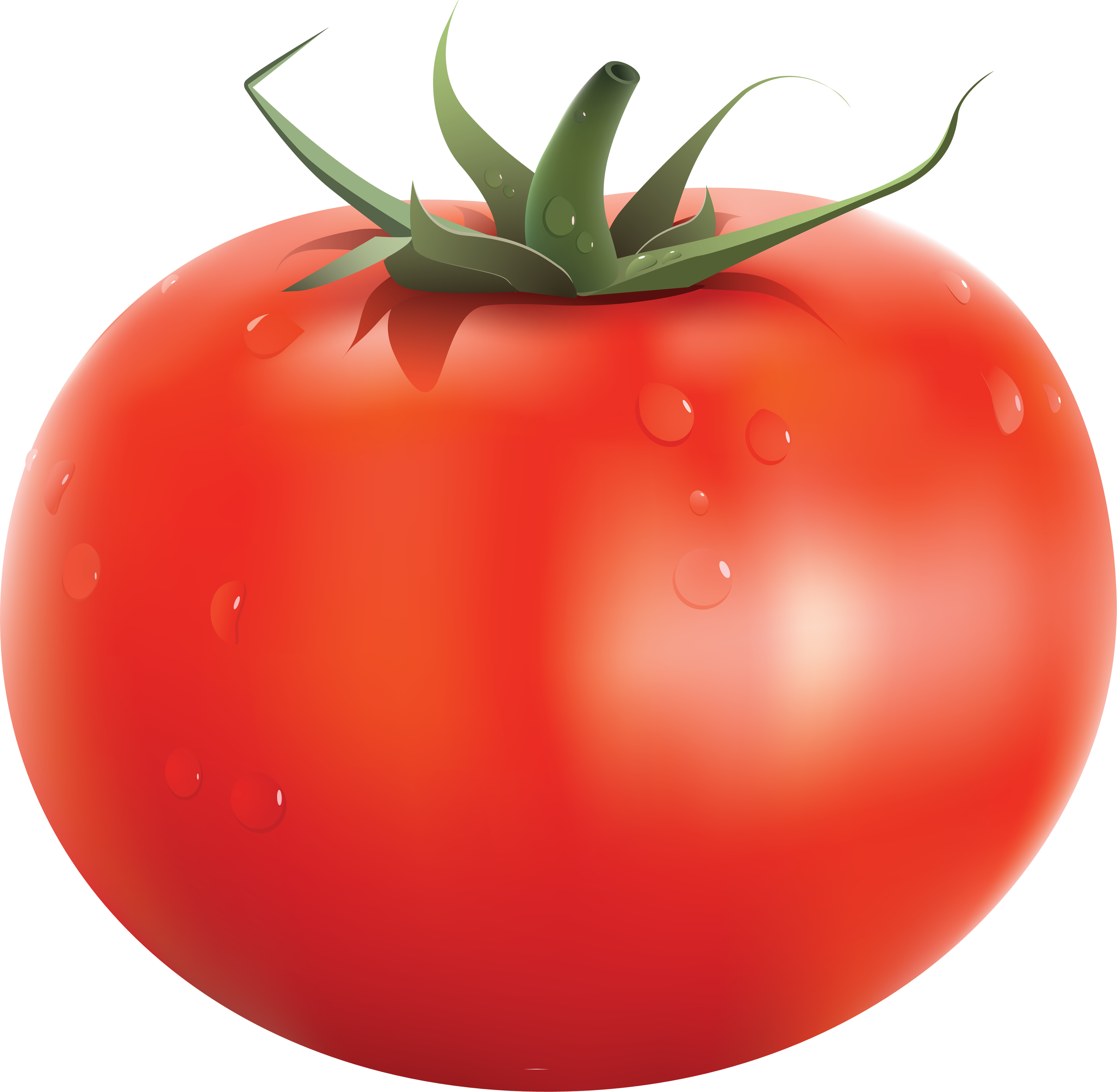 Tomato Download - KibrisPDR