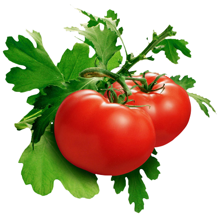 Detail Tomato Download Nomer 34