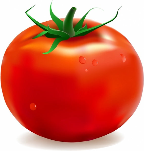 Detail Tomato Download Nomer 6