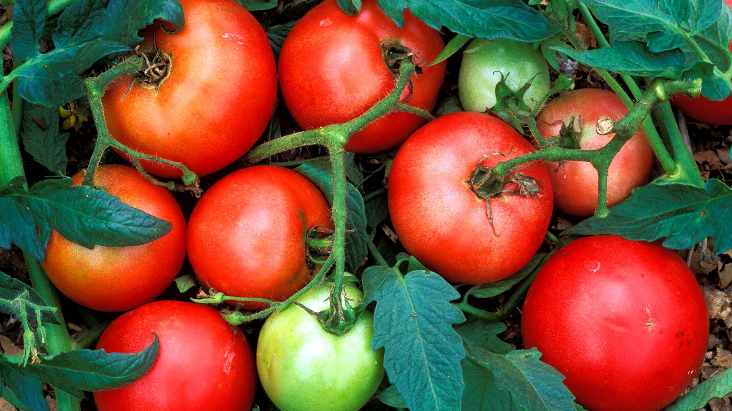 Detail Tomato Images Nomer 49