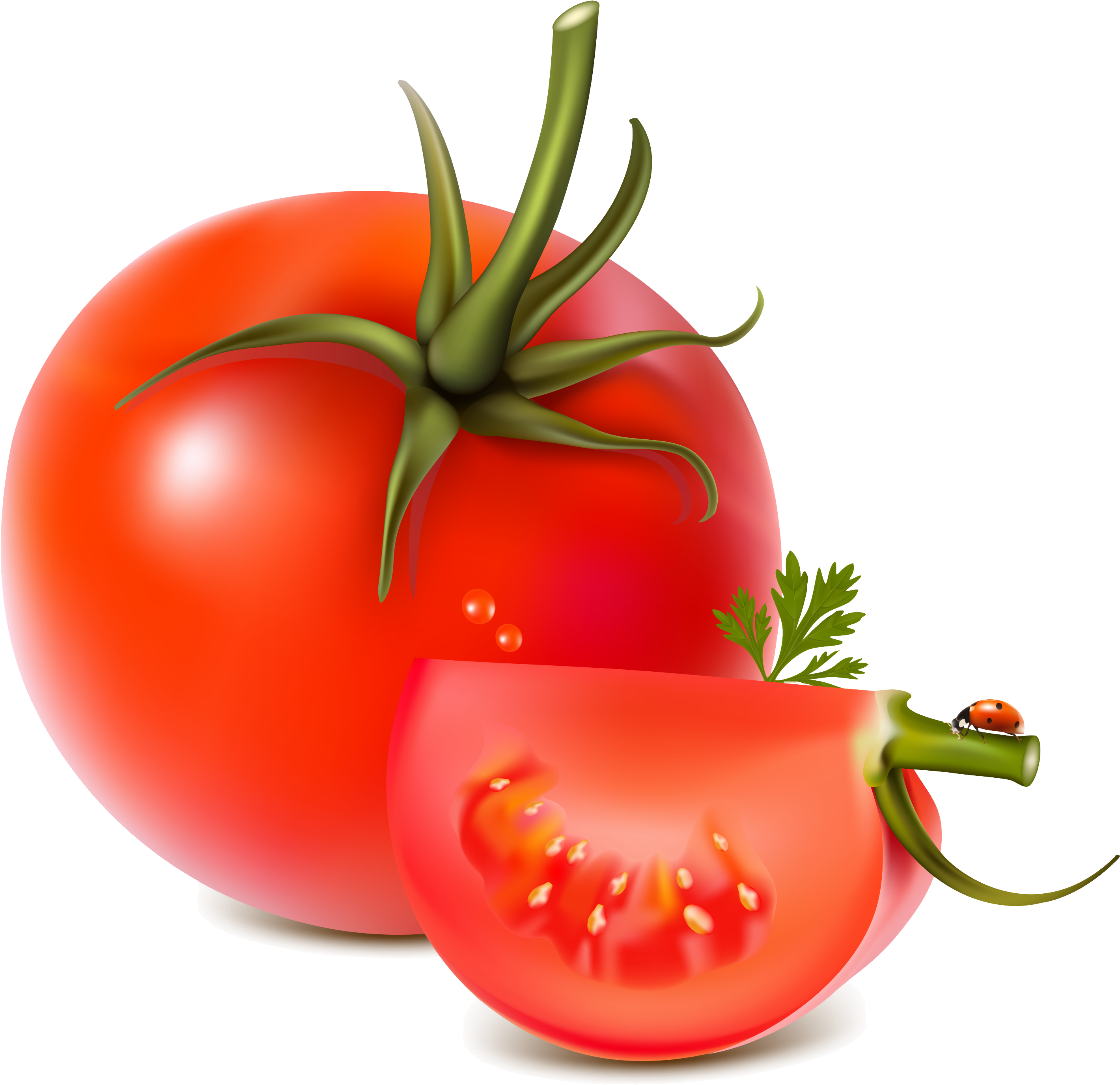 Detail Tomato No Background Nomer 32