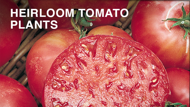 Detail Tomato Picture Nomer 44