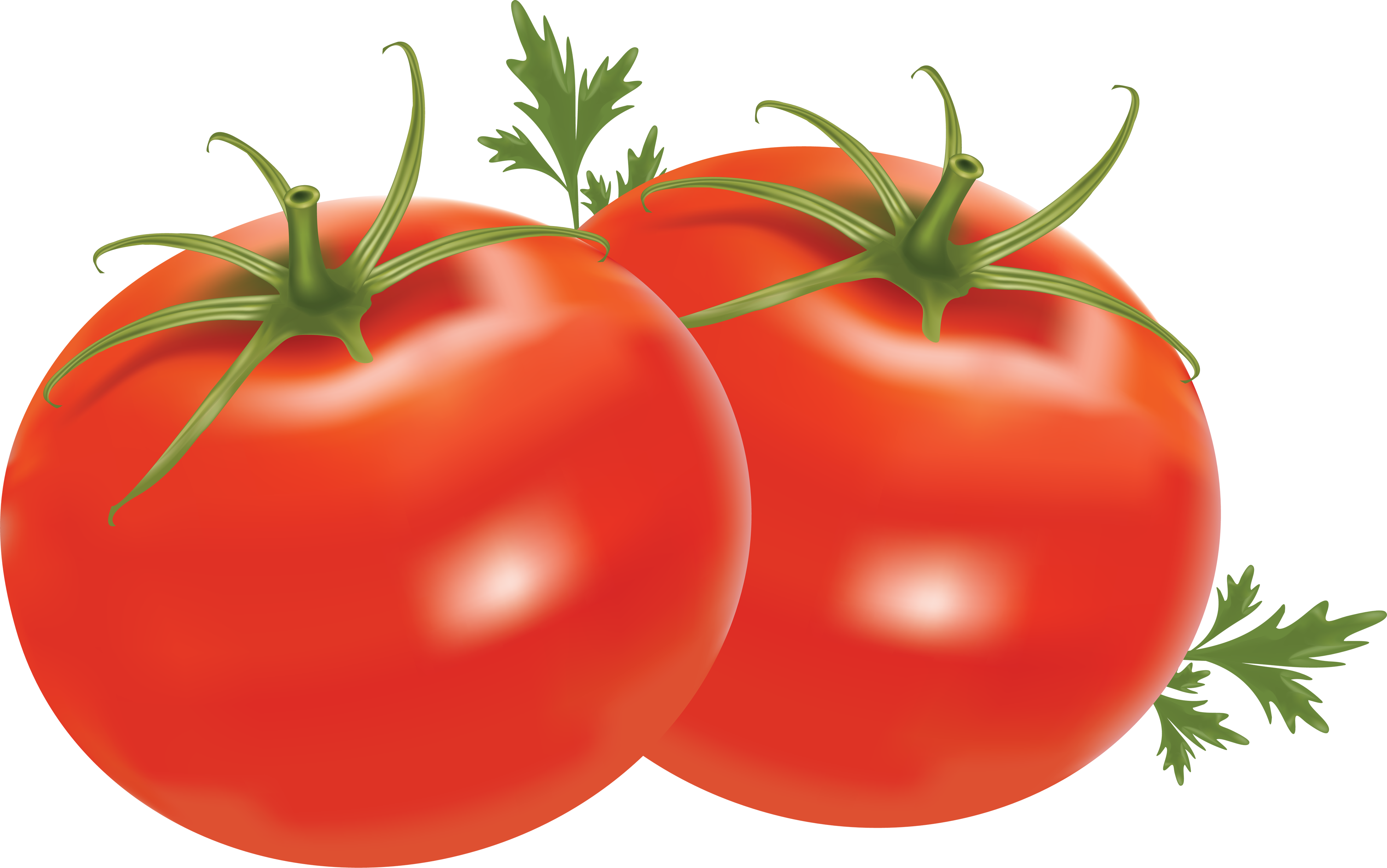 Detail Tomato Pictures Free Nomer 14