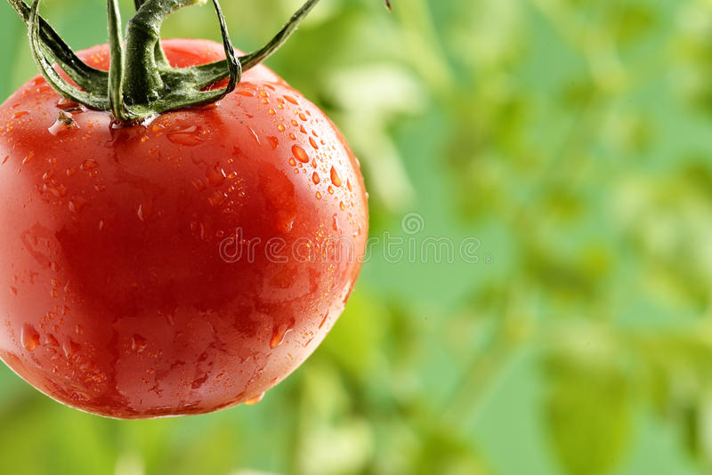 Detail Tomato Pictures Free Nomer 18