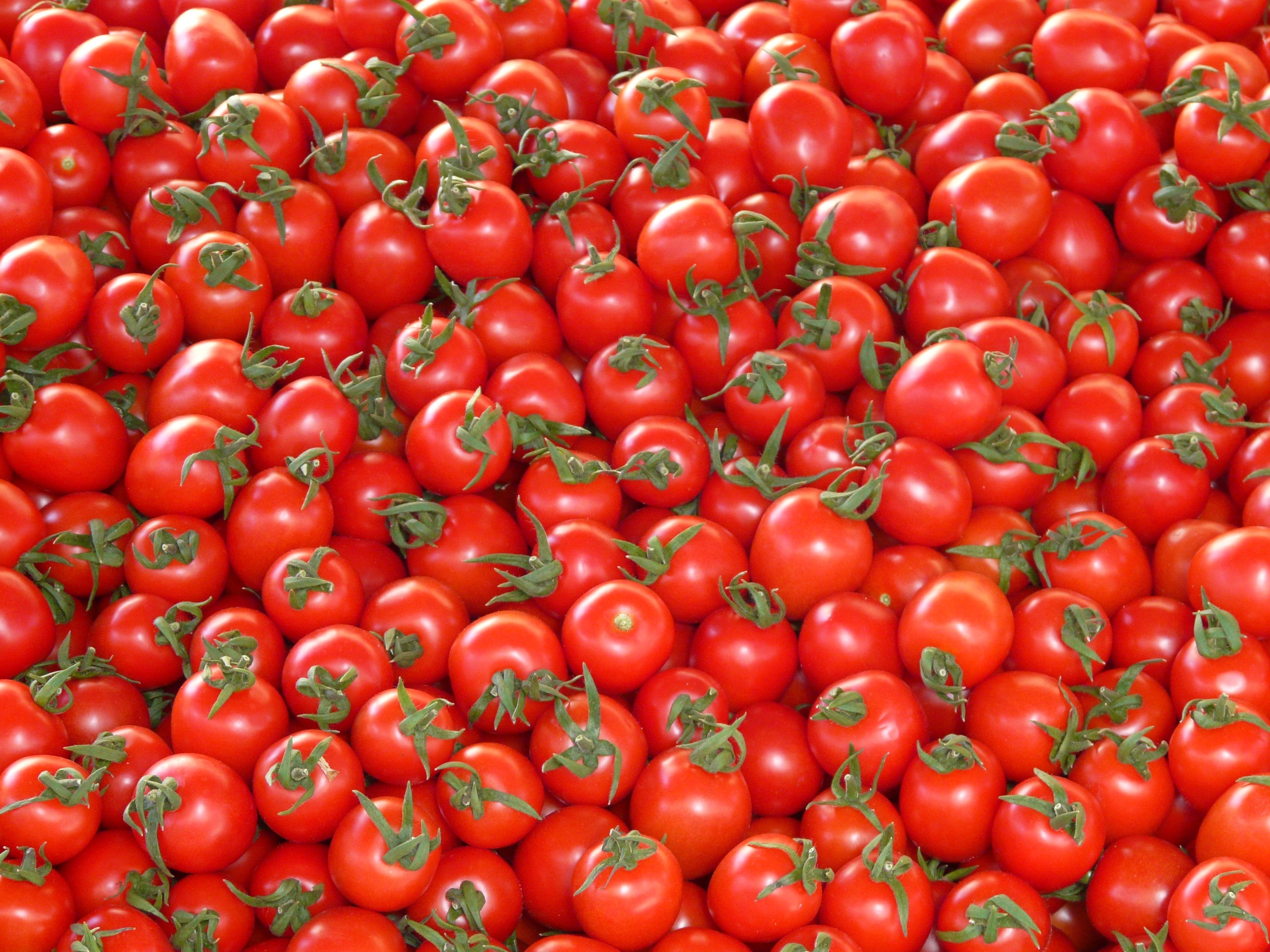 Detail Tomato Pictures Free Nomer 33