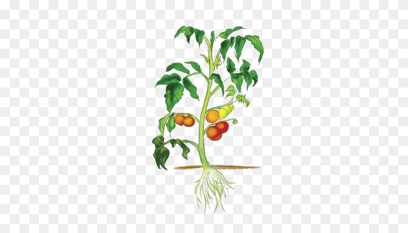 Detail Tomato Plant Png Nomer 11