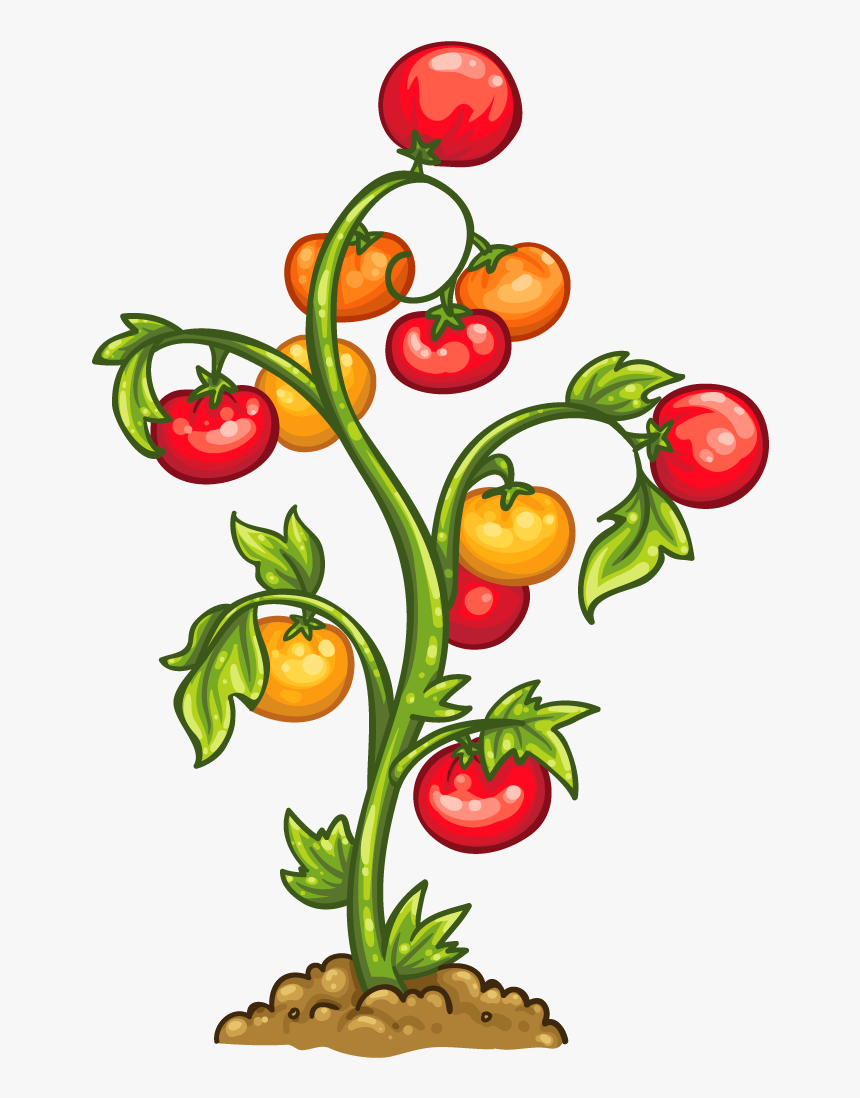 Detail Tomato Plant Png Nomer 14