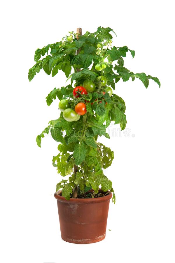 Detail Tomato Plant Png Nomer 17