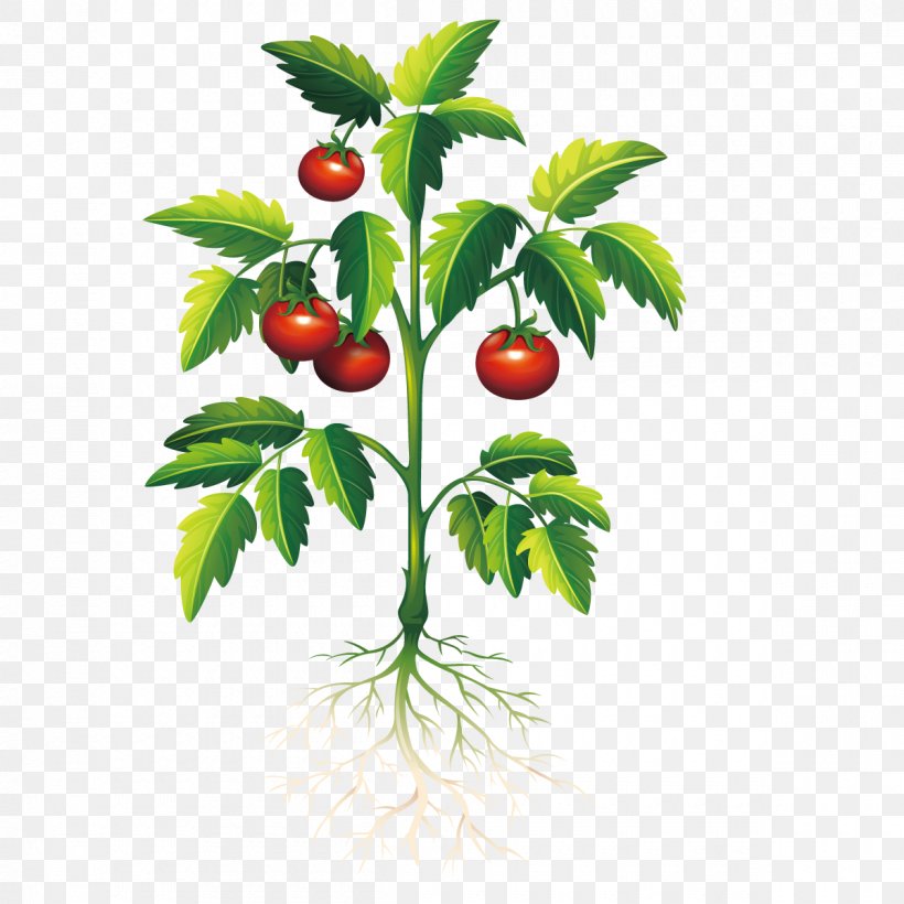 Detail Tomato Plant Png Nomer 19