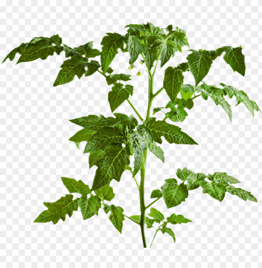 Detail Tomato Plant Png Nomer 3