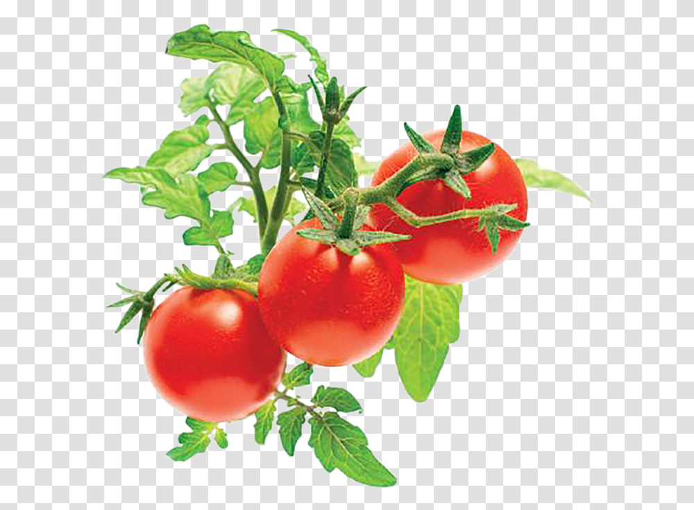 Detail Tomato Plant Png Nomer 20