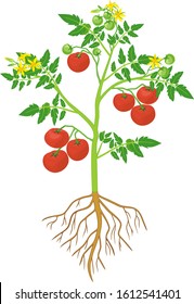 Detail Tomato Plant Png Nomer 25