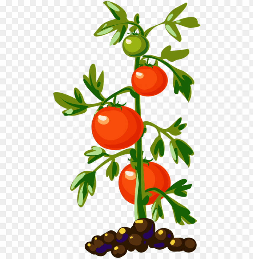 Detail Tomato Plant Png Nomer 4