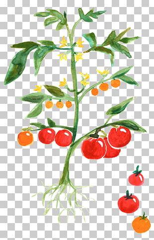 Detail Tomato Plant Png Nomer 29