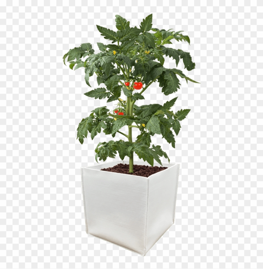 Detail Tomato Plant Png Nomer 30