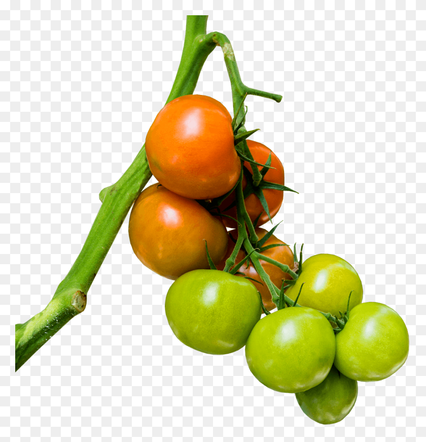 Detail Tomato Plant Png Nomer 34