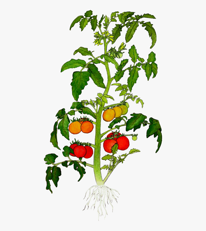 Detail Tomato Plant Png Nomer 5