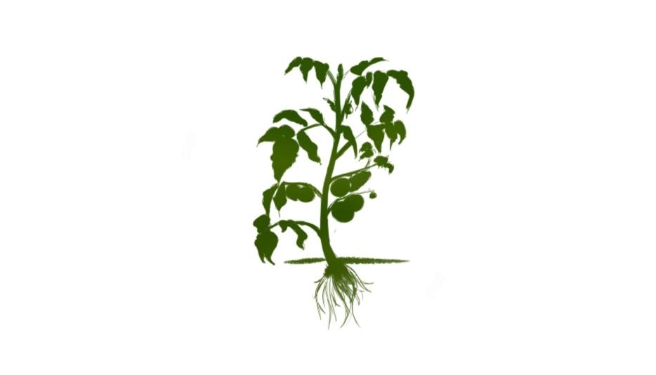 Detail Tomato Plant Png Nomer 36