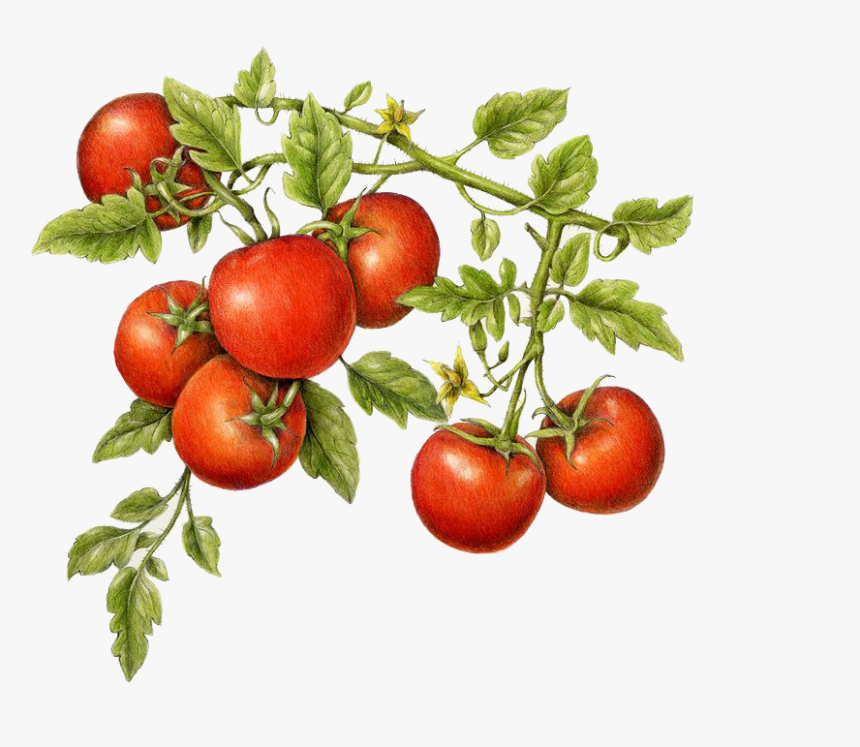 Detail Tomato Plant Png Nomer 39