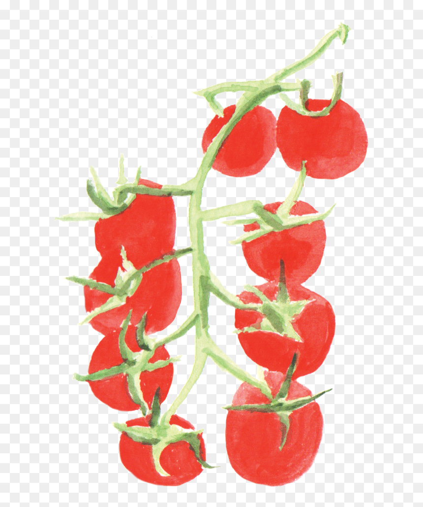 Detail Tomato Plant Png Nomer 50