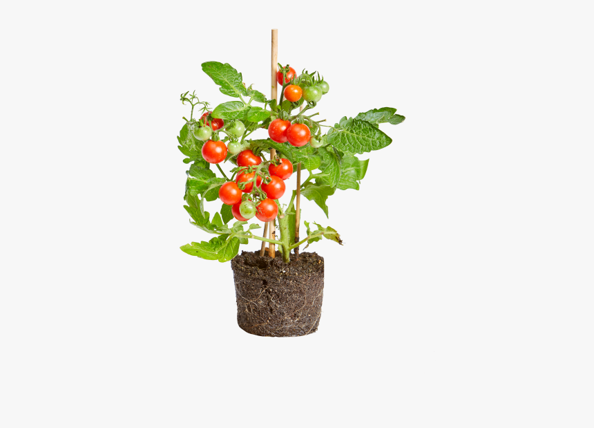 Detail Tomato Plant Png Nomer 8