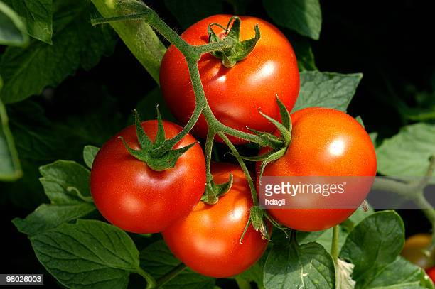 Detail Tomato Stock Image Nomer 33