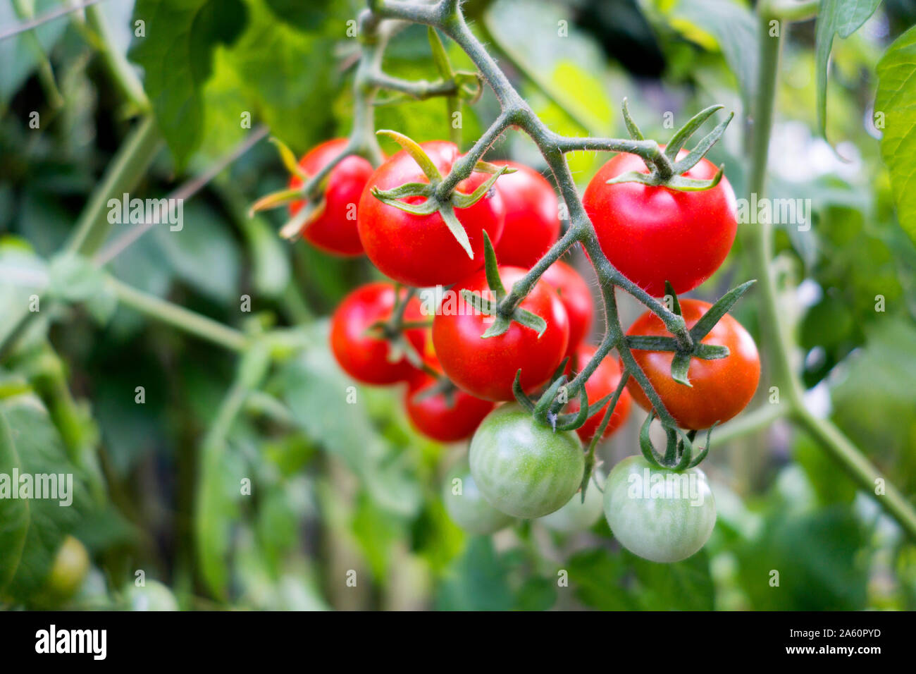 Detail Tomato Stock Image Nomer 54