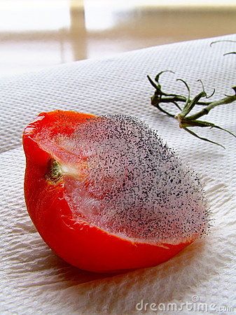 Detail Tomato Stock Image Nomer 55