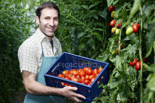 Detail Tomato Stock Image Nomer 57