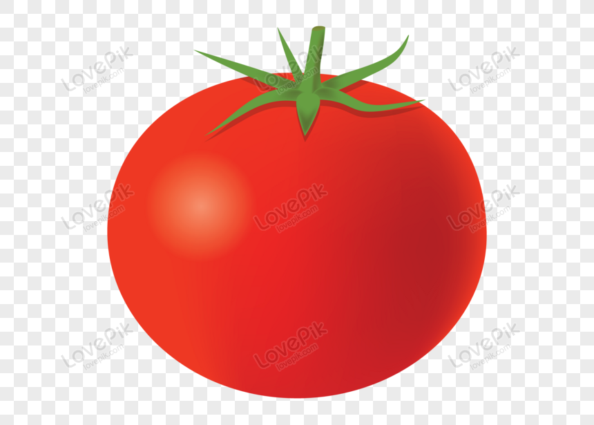 Detail Tomato Vector Png Nomer 11