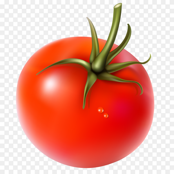 Detail Tomato Vector Png Nomer 5