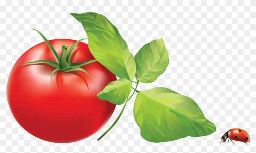 Detail Tomato Vector Png Nomer 46