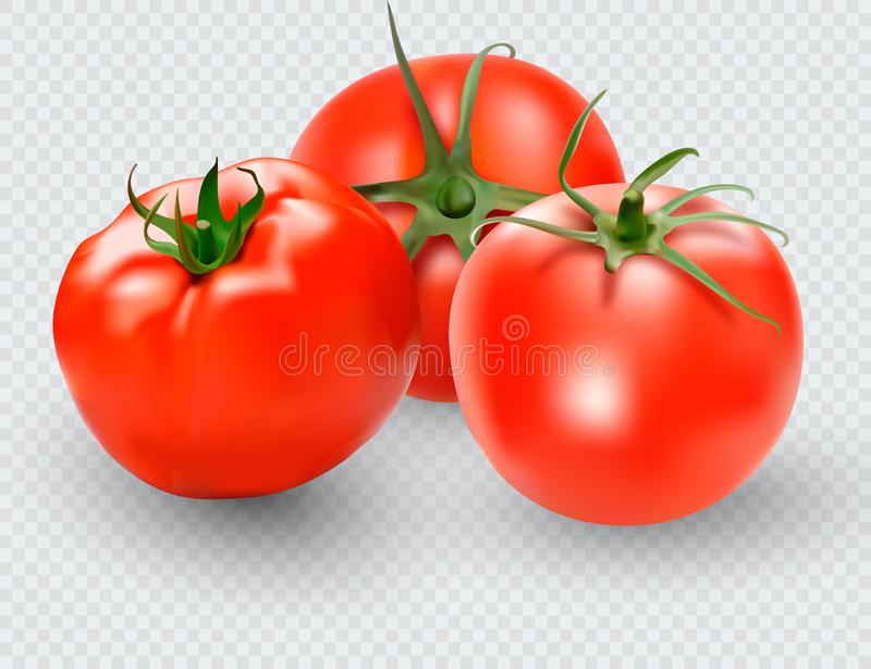 Tomatoes Transparent - KibrisPDR