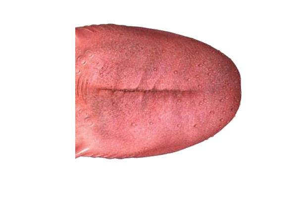 Detail Tongue Transparent Background Nomer 51
