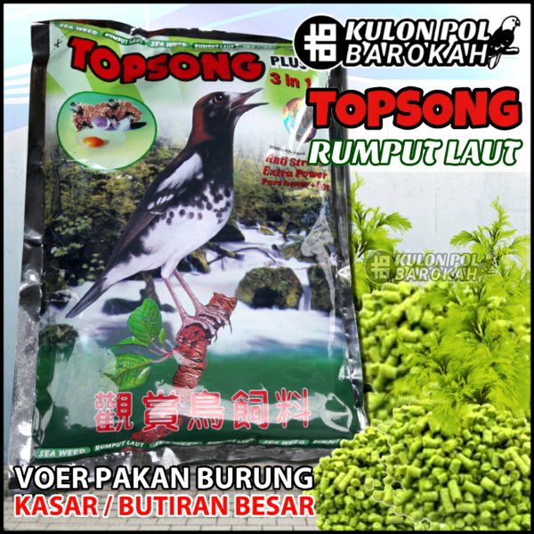 Detail Top Song Rumput Laut Nomer 16