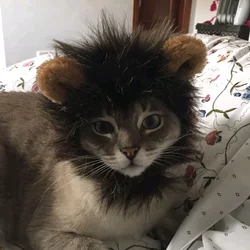 Detail Topi Gambar Kucing Nomer 32