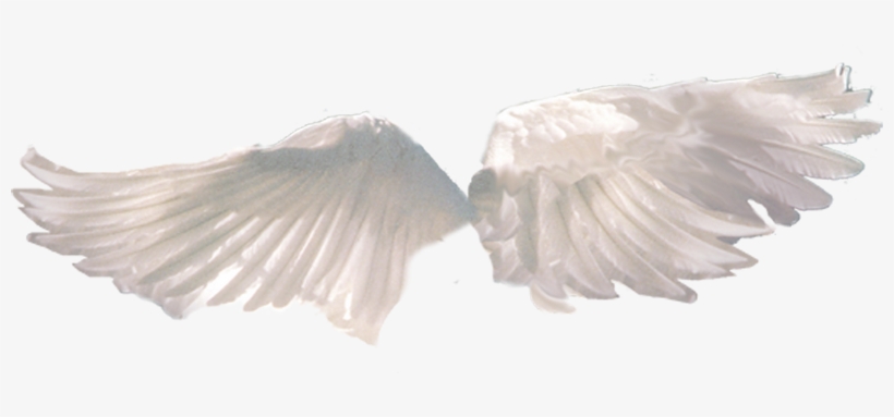 Detail Transparent Angel Wings Tumblr Nomer 11