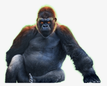 Transparent Ape - KibrisPDR