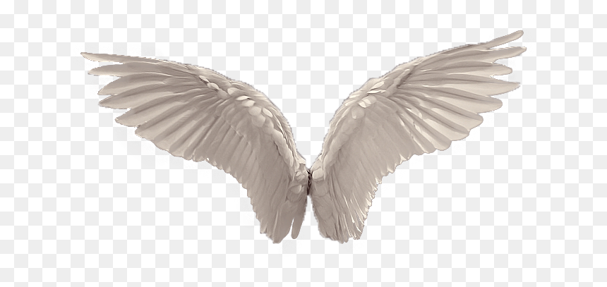 Detail Transparent Background Angel Wings Png Nomer 49