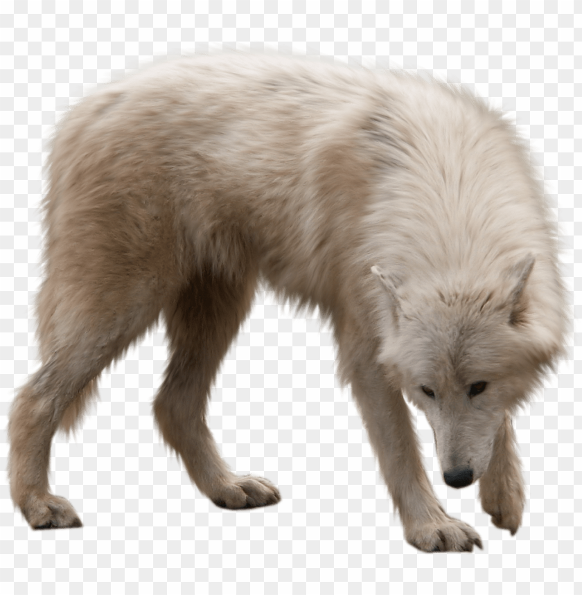 Detail Transparent Background Animals Nomer 11